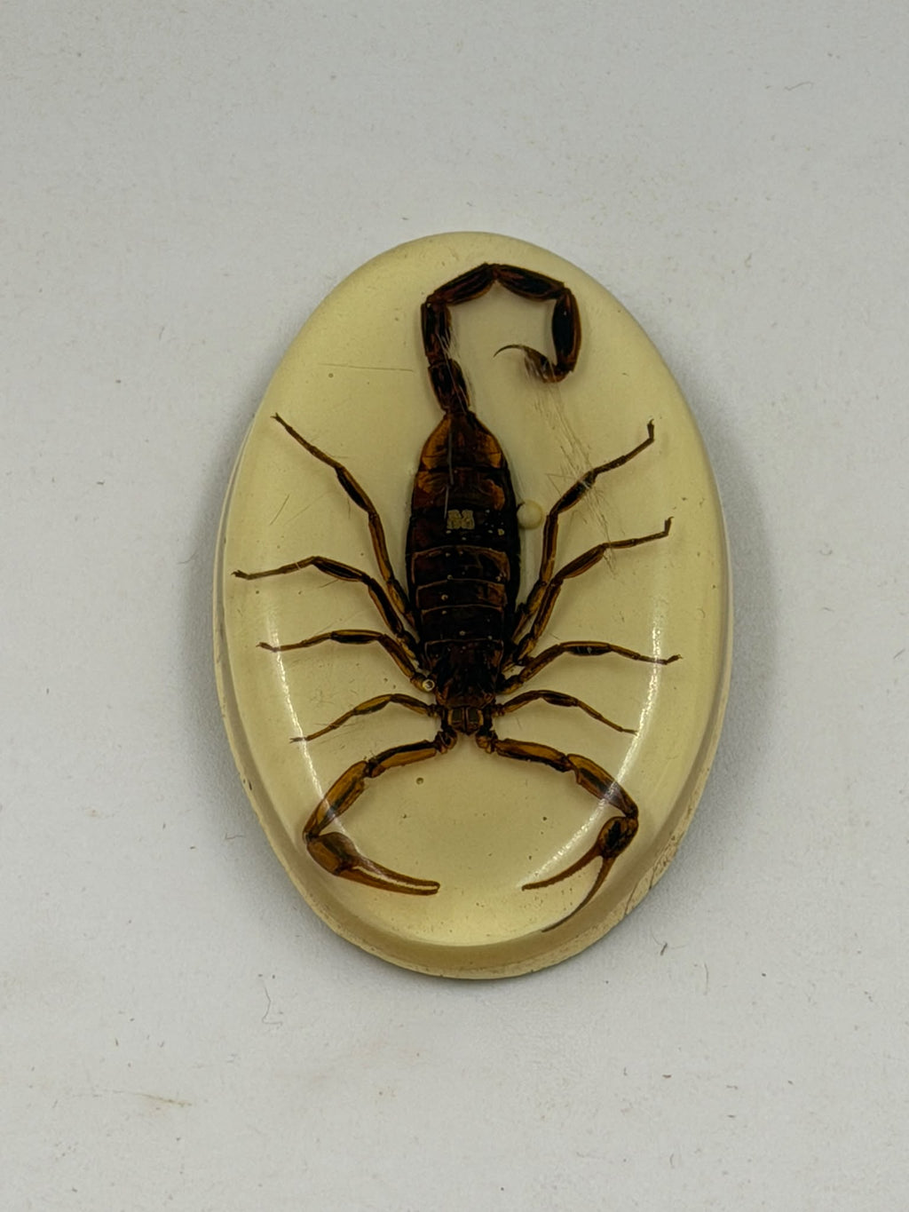Real scorpion epoxy resin oval cabochon with ruler showing 5cm x 3cm dimensions ART NO R415