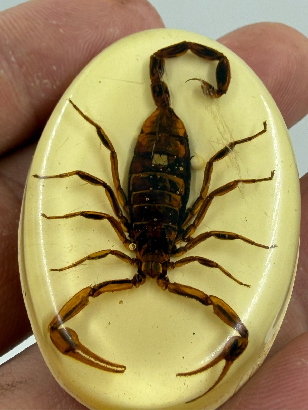 Real scorpion epoxy resin cabochon extreme close-up showing detailed scorpion anatomy legs segments stinger