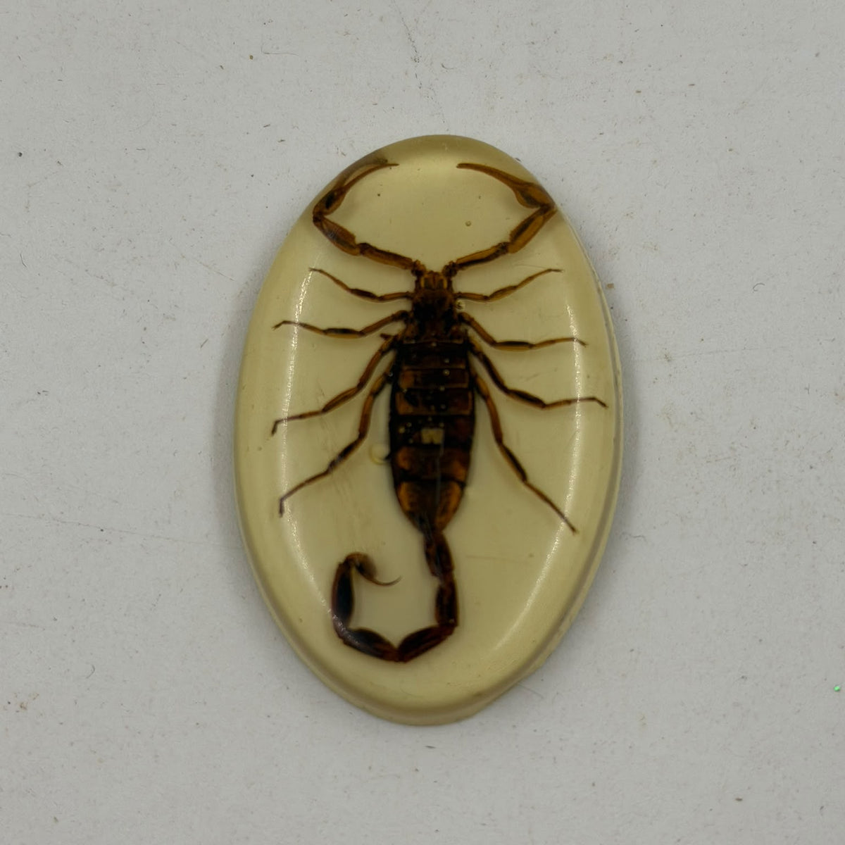 Real scorpion epoxy resin cabochon close-up macro showing amber-brown scorpion against cream resin