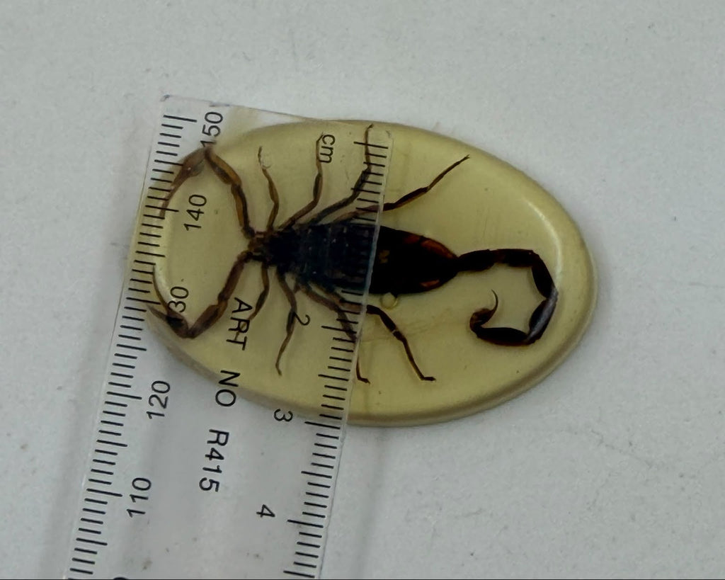Real scorpion preserved in cream epoxy resin oval dome cabochon held in palm showing actual size 5x3cm