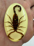 Real scorpion epoxy resin cabochon front held in fingers showing full scorpion body tail claws and legs