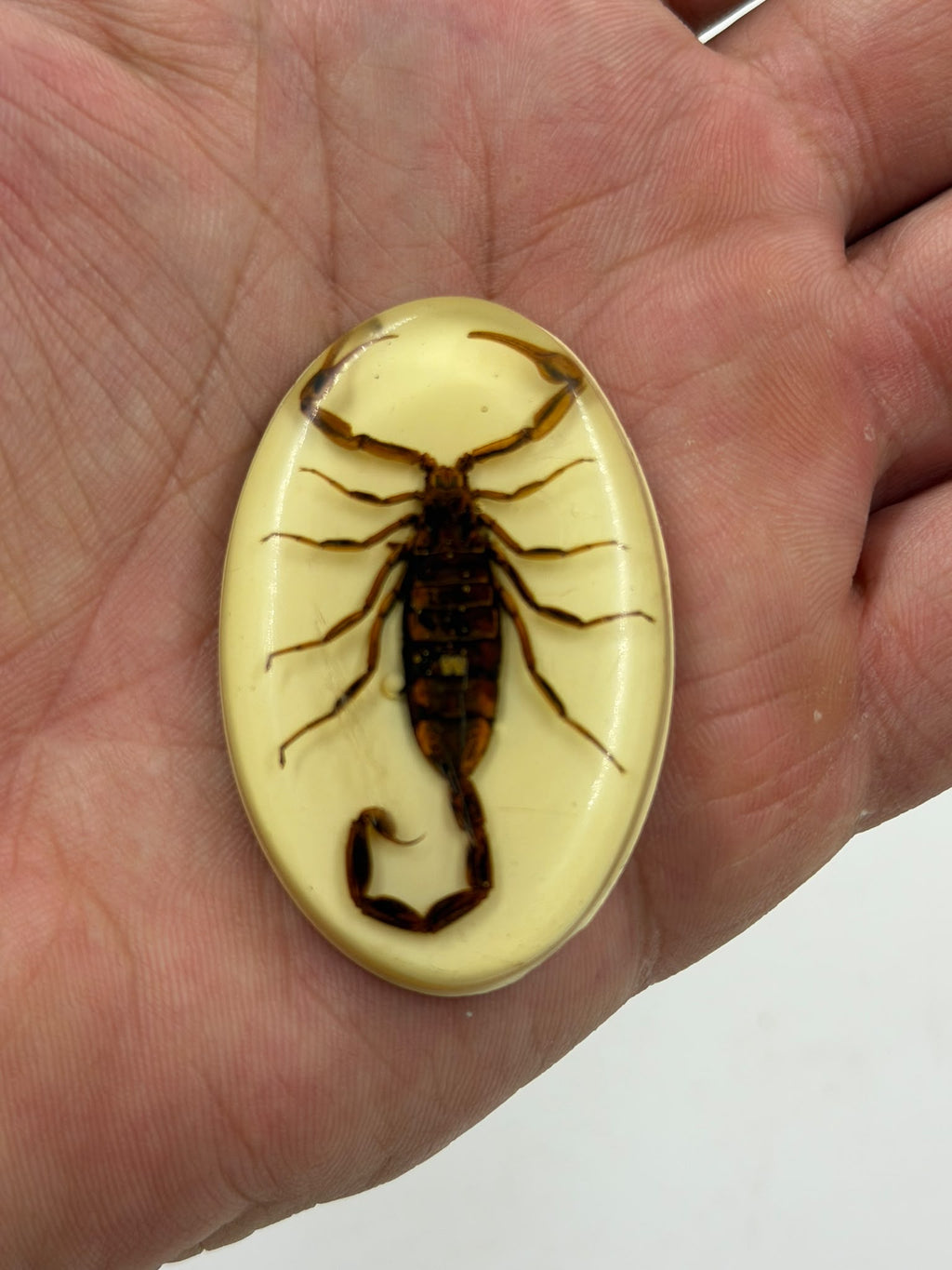 Real scorpion epoxy resin pendant reverse showing rough back texture and small drilled hole for pendant use