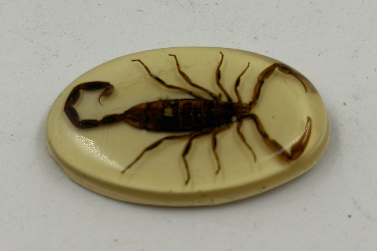 Real scorpion epoxy resin oval cabochon front top view on white surface showing full scorpion detail