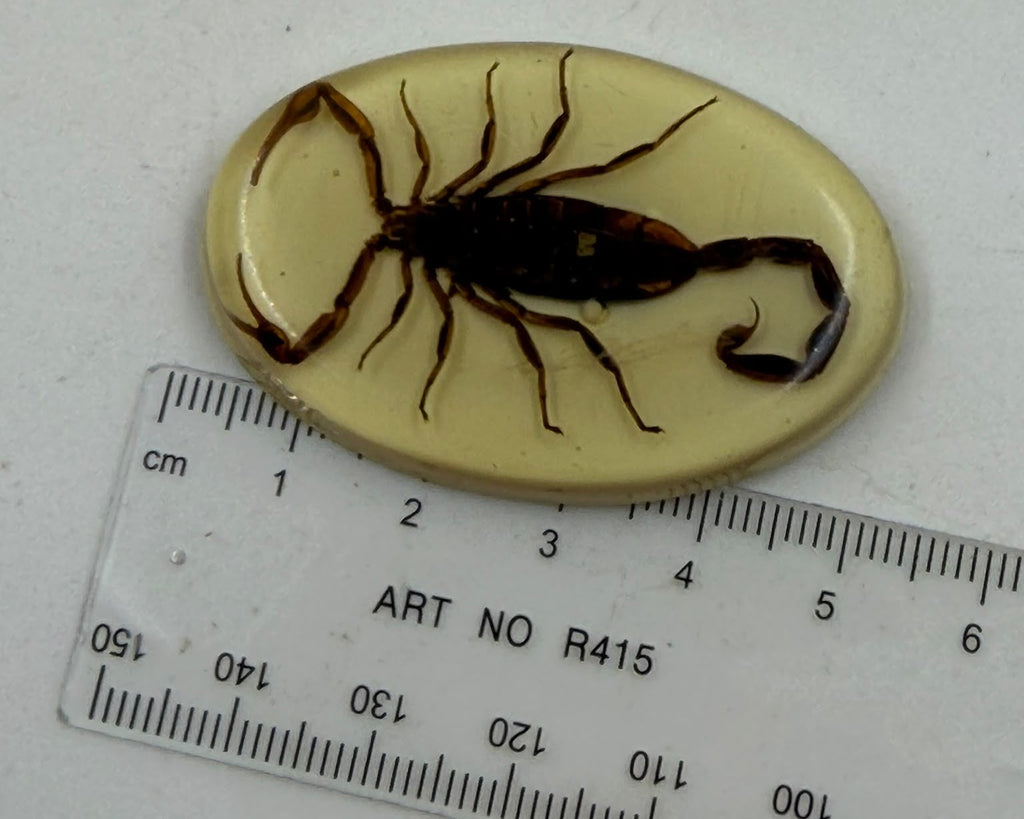 Real scorpion epoxy resin oval dome cabochon held side angle showing convex dome profile and depth